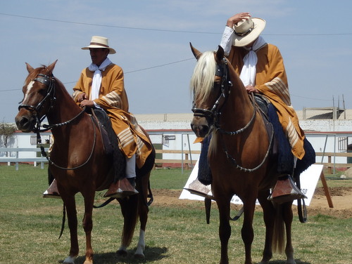 Peruvian Step Horse Show.